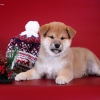   - shiba inu kennel YUMIN