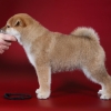   - shiba inu kennel YUMIN