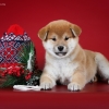   - shiba inu kennel YUMIN