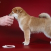   - shiba inu kennel YUMIN