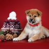   - shiba inu kennel YUMIN