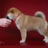   - shiba inu kennel YUMIN