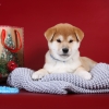   - shiba inu kennel YUMIN