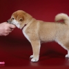   - shiba inu kennel YUMIN