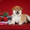   - shiba inu kennel YUMIN