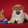   - shiba inu kennel YUMIN