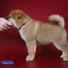   - shiba inu kennel YUMIN