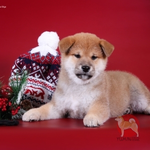   - shiba inu kennel YUMIN