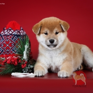   - shiba inu kennel YUMIN