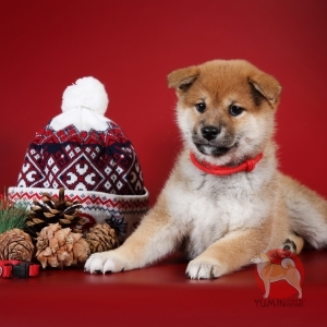   - shiba inu kennel YUMIN