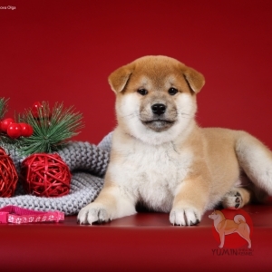   - shiba inu kennel YUMIN