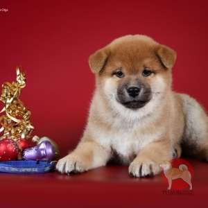   - shiba inu kennel YUMIN